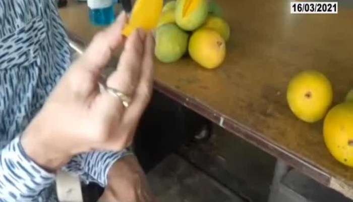 Navi Mumbai,APMC Market How To Recognise Hapus Mangoes