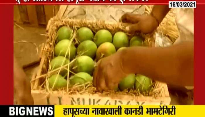 Navi Mumbai,APMC Market How To Recognise Hapus Mangoes Update