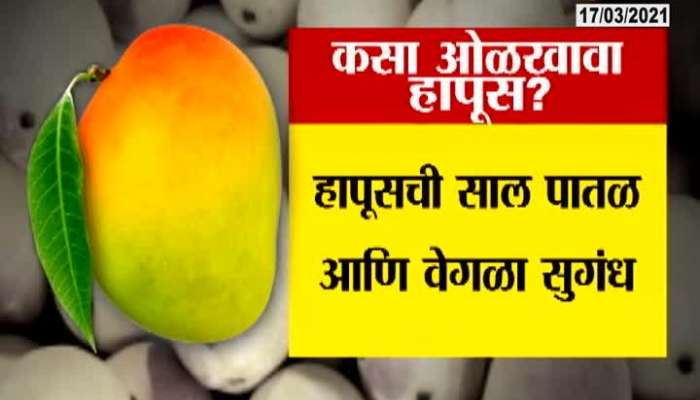 Karnataka red mango is being given under the name of Hapus Mango