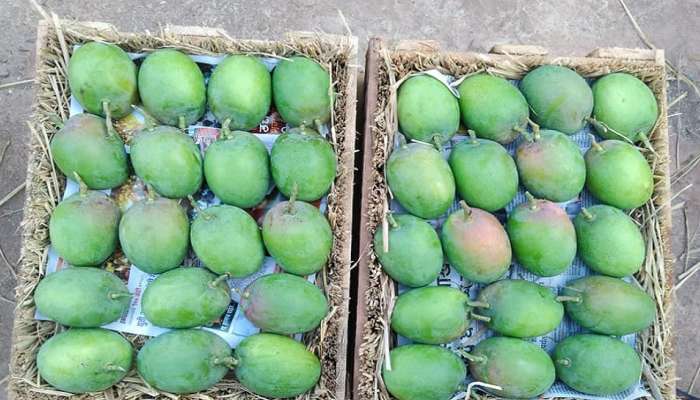 हापूसप्रेमी, ग्राहकांनो सावधान!, हापूसच्या नावाखाली कानडी भामटेगिरी 