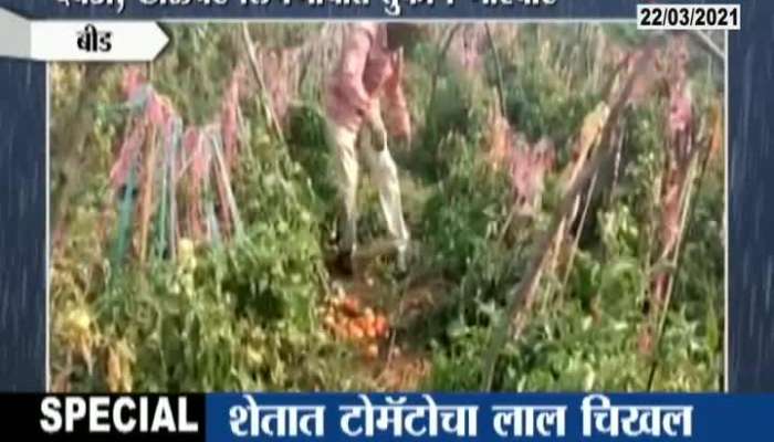 Beed Farmes In Problem For Tomato Crop Loss From Uncertain Rain And Hailstorm