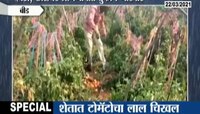 शेतात टोमँटोचा लाल चिखल