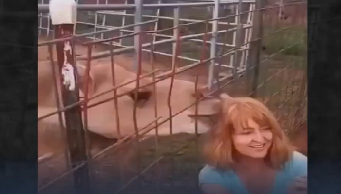 Viral Video: ऊंटासोबत सेल्फी घेणं महिलेला पडलं महाग