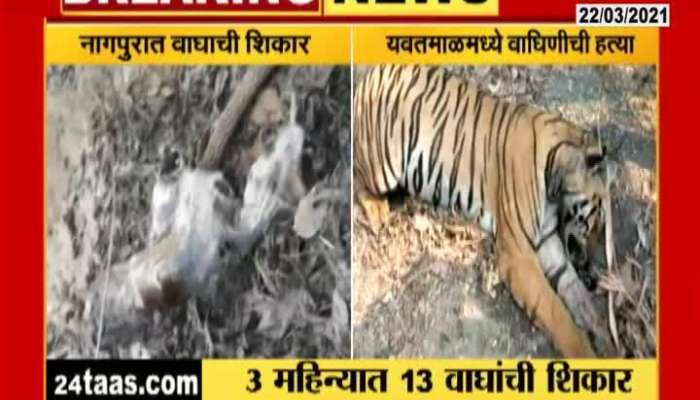 Nagpur Nagalwadi Tiger Found Dead Suspected To Be Hunted