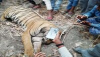 राज्यात वाघांचे मृत्यूसत्र सुरुच, आणखी एका वाघाचा संशयास्पद मृत्यू