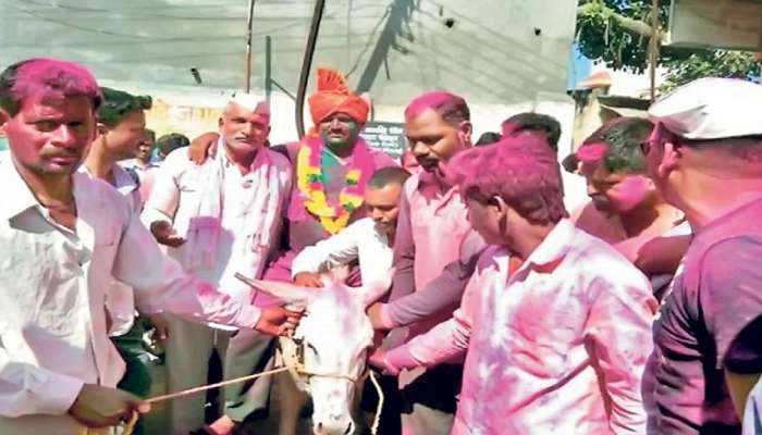 रंगपंचमीला जावयाची गाढवावरून वरात! या गावात अजब परंपरा