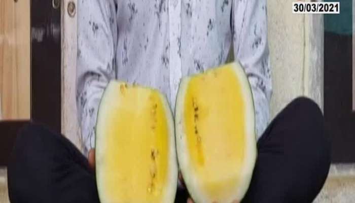 Taiwan Yellow Water Melon Now In Maharashtra