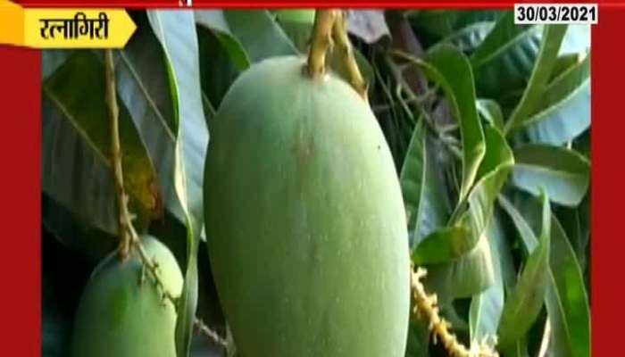 Ratnagiri Heat Wave Impact On Mango Farm
