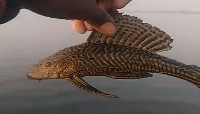 Helicopter fish | फिश टॅंकमधला तो उडणारा मासा नदीत आला, आणि मच्छिमारांची वाट लावतोय