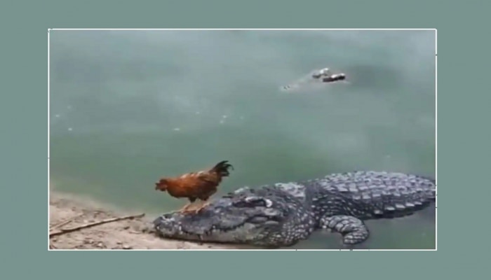 Viral Video | कोंबड्याला कुठं माहित तो आहे मगरीच्या पाठीवर! त्यानं उडी मारली अन्...
