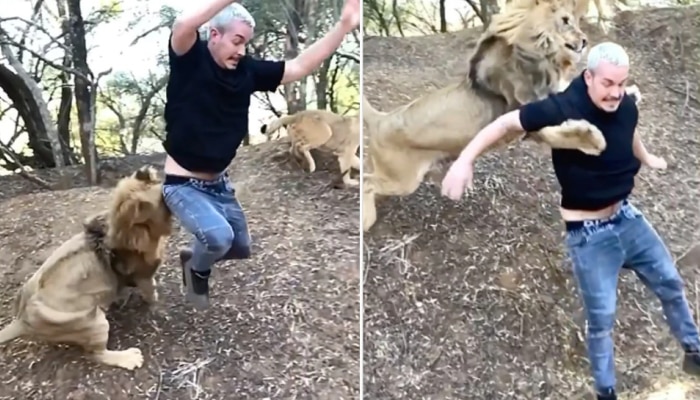 सिंह मागे लागल्यावर तो व्यक्ती पळायला लागला, परंतु हवेत उडी घेऊन सिंहाने त्याला पकडले. नंतर काय झाले पाहा