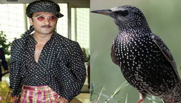 रणवीर सिंहची ड्रेसिंग स्टाईल या पक्ष्यांशी मिळती जुळती. हुबेहुब फोटो पाहूण तुम्ही देखील व्हाल हैराण
