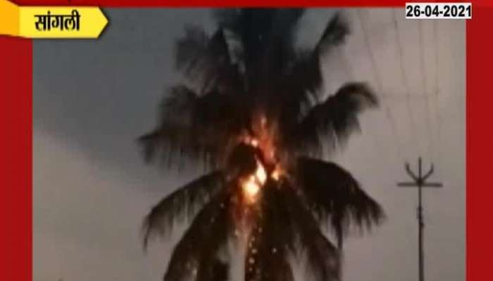 Sangli Coconut Tree Burnt After Lightning Fall