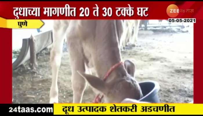 PUNE_MILK_PRODUCERS_IN_TROUBLE_DUE_TO_RATE_ARE_LESS_BY_20_TO_30_PERCENT