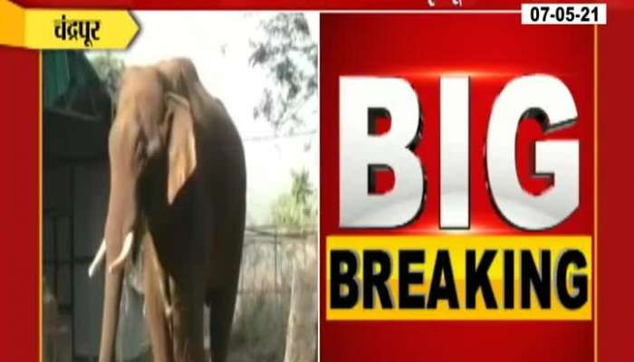Chandrapur Tadoba Forest Official Killed In Elephant attack