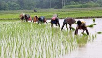 PM Kisan: शेतकरी मायबापांच्या खात्यात २ हजार रुपये- आठवा हफ्ता जमा होणार