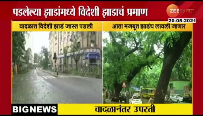Mumbai Municipal Audits Tree Fallen Or Uprooted In Cyclone Tauktae