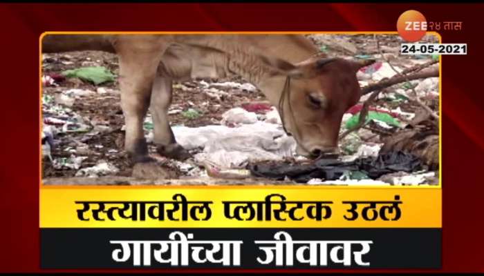 NAGPUR PLASTIC ON ROAD IS HARMFUL FOR COWS