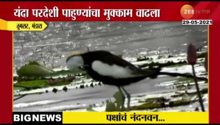 Bhandara Migrated Birds Stay Extendes For Suitable Conditions