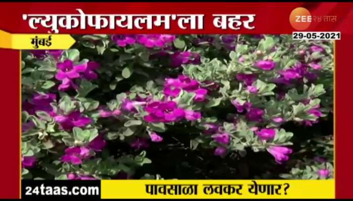 Mumbai - Flower Tree Showing Signs Of Early Monsoon Arrival