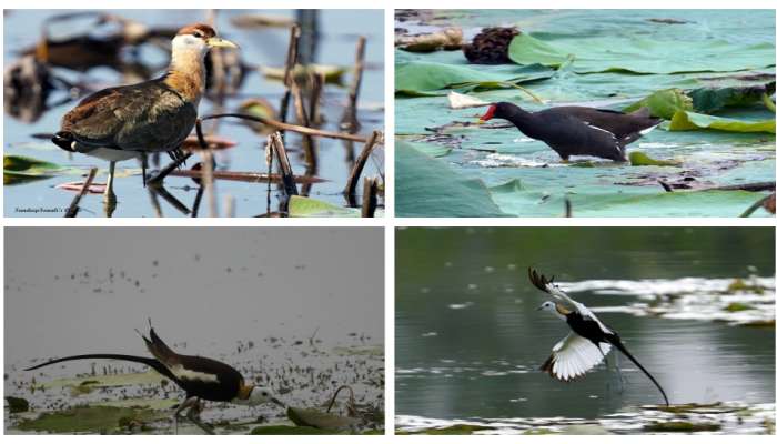 स्थलांतरित पक्षांचा भंडाऱ्यात मुक्तविहार 