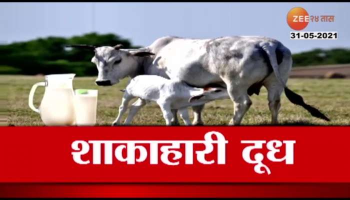 what is vegetarian milk? advice from amul company