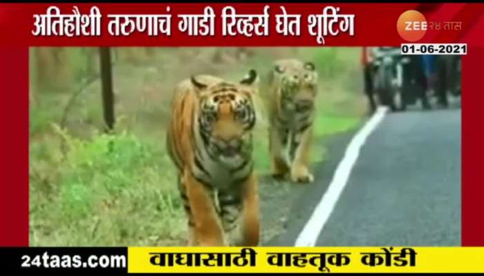 Chandrapur Bike Rider Made Traffic Jam For Shotting Tigers