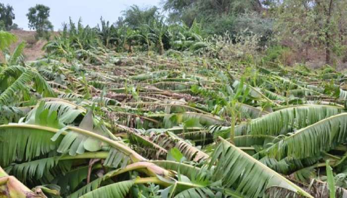 अवकाळी पावसाने नुकसान झालेल्या केळीच्या बागांचे तातडीने पंचनामे करण्याचे सरकारचे निर्देश