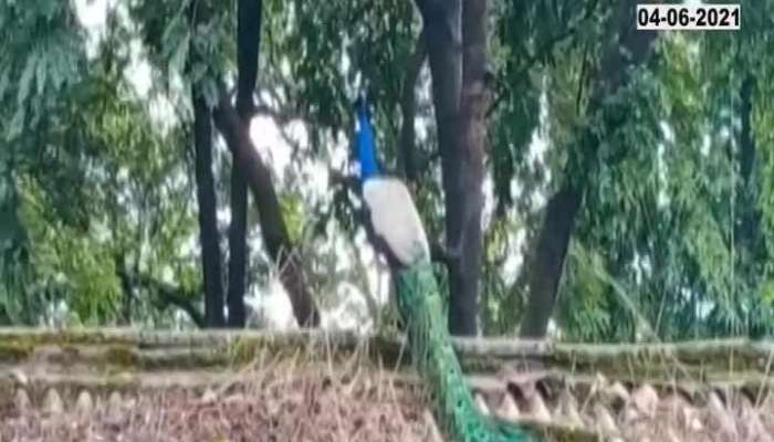 SANGLI CHANDWAD PEACOCK DANCE