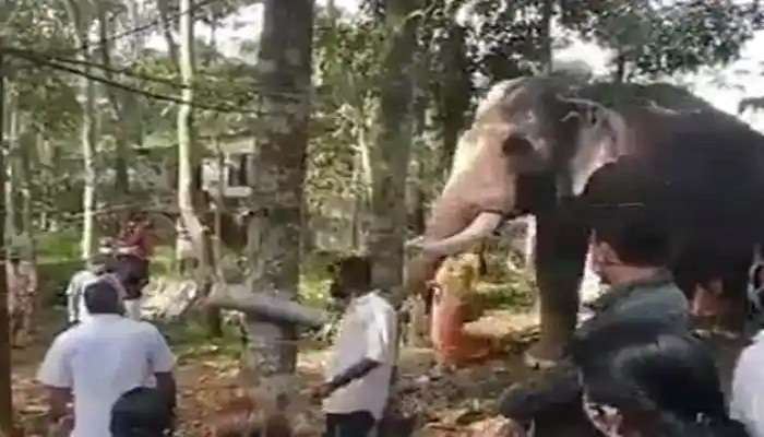 Elephant Emotional Video : माहुताच्या अंत्यदर्शनासाठी पोहोचला हत्ती...अखेरच दर्शन घेताना भावूक 