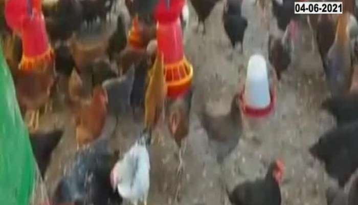 Chicken Pox Impact On Poultry Business.