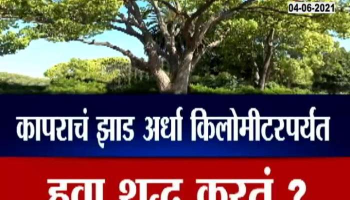 Report On Viral Message On Kapoor Tree