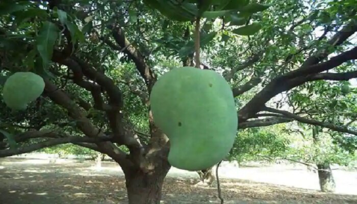 १ हजार रुपयाला एक आंबा, झाडाला आंबा आला की बूक, हापूस नाहीय, तर कोणता आहे हा आंबा?