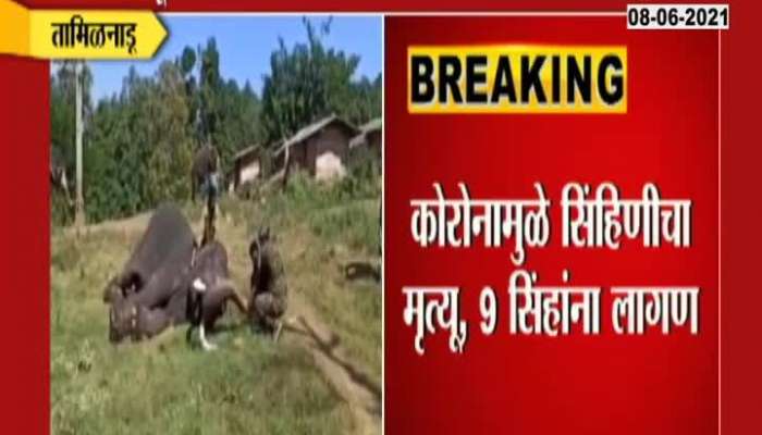 TAMILNADU CORONA TEST OF ELEPHANTS AS LIONS IN FOREST