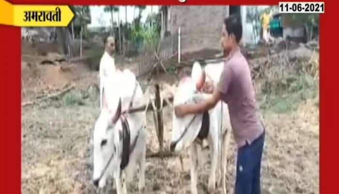 Amravati Farmers Adopting Traditional Way Of Farming For Rise In Fuel Price