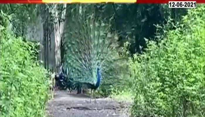 NASHIK PEACOCK RAIN DANCE