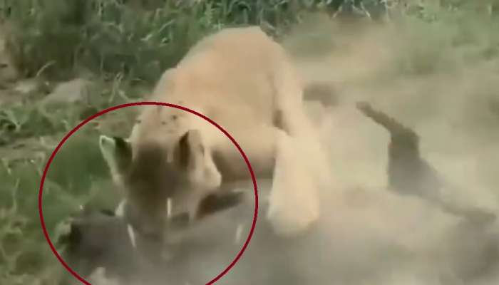 जंगलाच्या राजाला भिडला रान डुक्कर, सिंहाने केलेल्या शिकारीचा थरारक व्हिडीओ