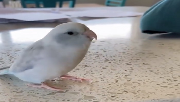 पक्षी म्हणतो I LOVE YOU, हा व्हीडिओ पाहण्याचा मोह तुम्हालाही आवरणार नाही