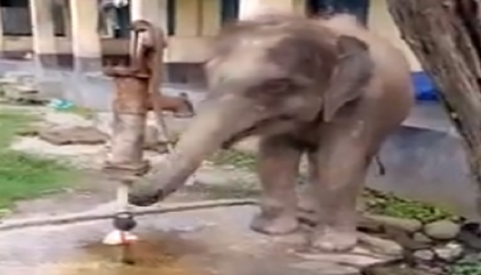 हत्तीला जेव्हा प्रचंड पाण्याची तहान लागली, सोंडेने हँड पम्प उपटून टाकला असेल का? पाहा