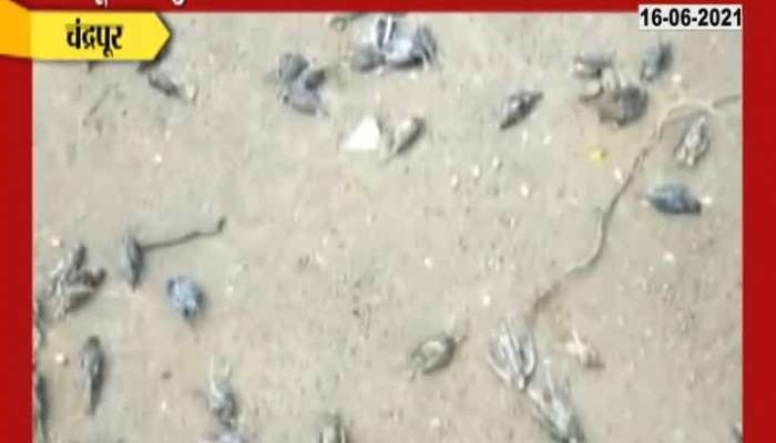 Chandrapur Almost 92 Sparrow Died From Havy Rainfall