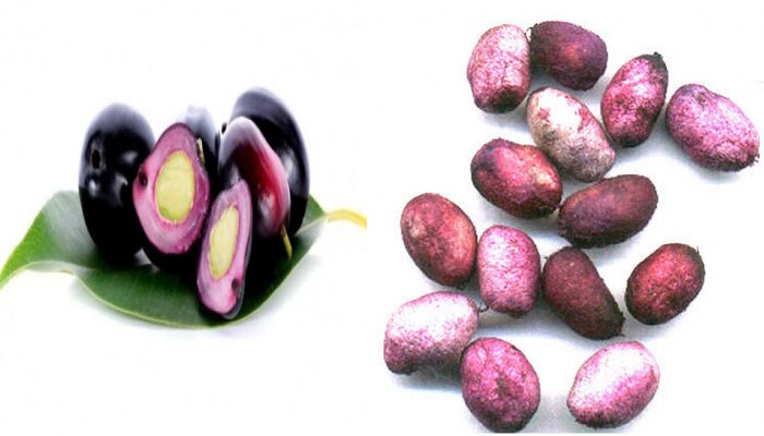 Jambhul Seeds | मधुमेहावर गुणकारी जांभळाच्या बिया, जाणून घ्या अन्य फायदे Jambhul Seeds | मधुमेहावर गुणकारी जांभळाच्या बिया, जाणून घ्या अन्य फायदे
