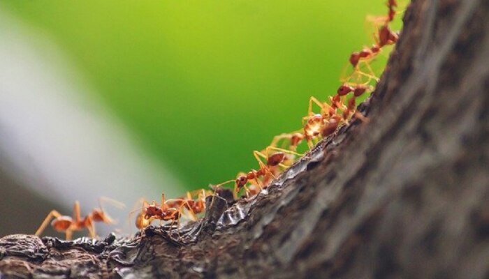 मुंगीबाईचा स्मार्टनेस!  एकाच ओळीत का चालतात मुंग्या माहितीय का?