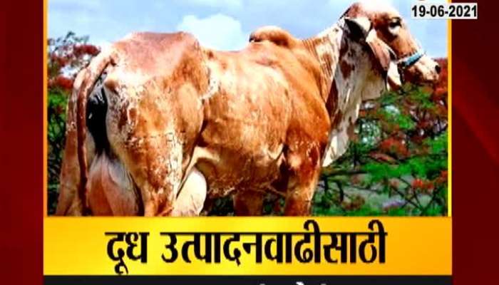 Nagpur State Government Take Big Step In Milk Industry