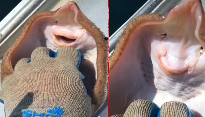 जाळ्यात सापडला मनुष्याच्या चेहऱ्याचा मासा; गुदगू्ल्या केल्याने हसरा होतोय चेहरा