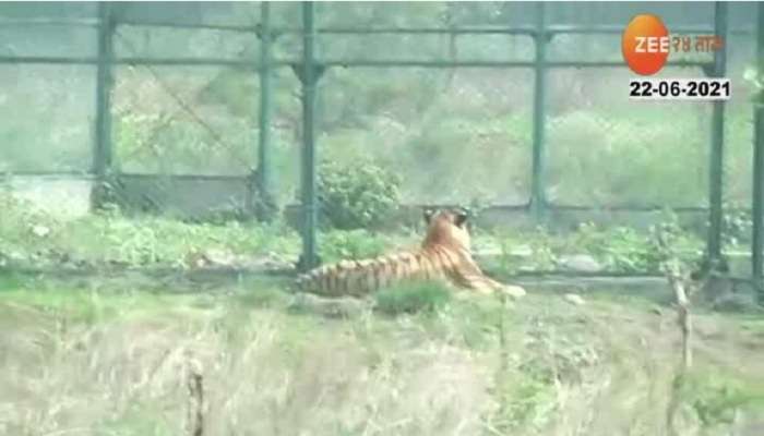 गोरेवाडा प्राणीउद्यान पर्यटकांसाठी खुलं; पहिल्याच दिवशी अस्वल, बिबट्यांची साथ 