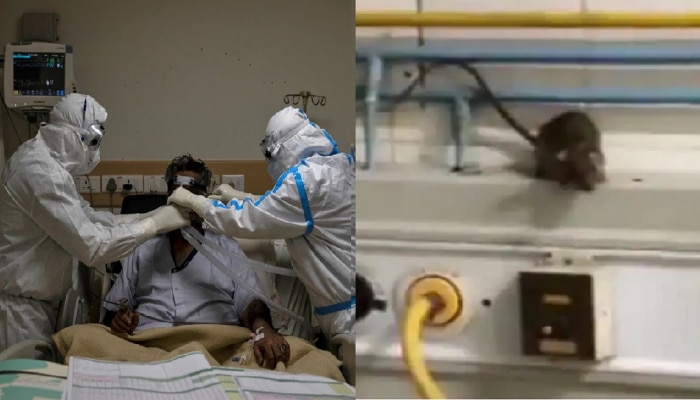 उंदरानं डोळा कुरतडलेल्या रुग्णाचा मृत्यू, मुंबईच्या राजावाडी रुग्णालयात अखेरचा श्वास