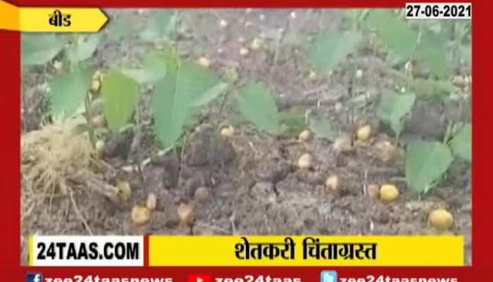 Beed Farmers In Problem As No Rain The Region For Again Sowing