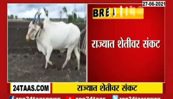 Maharashtra Farmers In Problem For No Rain In The Region