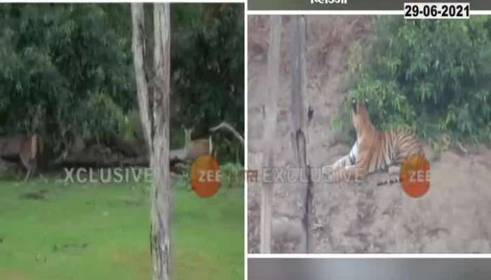 Langadi Tigress Hunt Video goes viral on Social Media 