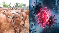गायींचा सहवास कोरोनाला रोखतो ? काय आहे व्हायरल मॅसेजमागचं सत्य जाणून घ्या